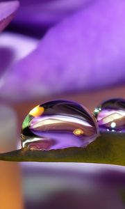 Preview wallpaper petals, flower, purple, drops