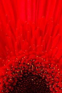 Preview wallpaper petals, flower, red, macro