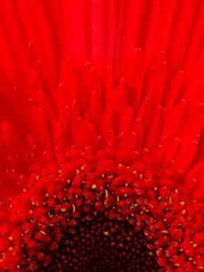 Preview wallpaper petals, flower, red, macro