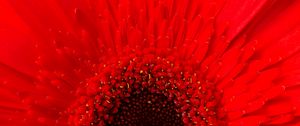 Preview wallpaper petals, flower, red, macro