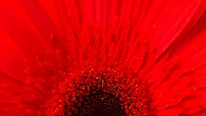 Preview wallpaper petals, flower, red, macro