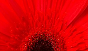 Preview wallpaper petals, flower, red, macro