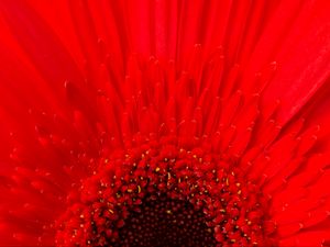 Preview wallpaper petals, flower, red, macro