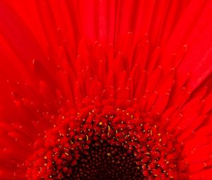 Preview wallpaper petals, flower, red, macro