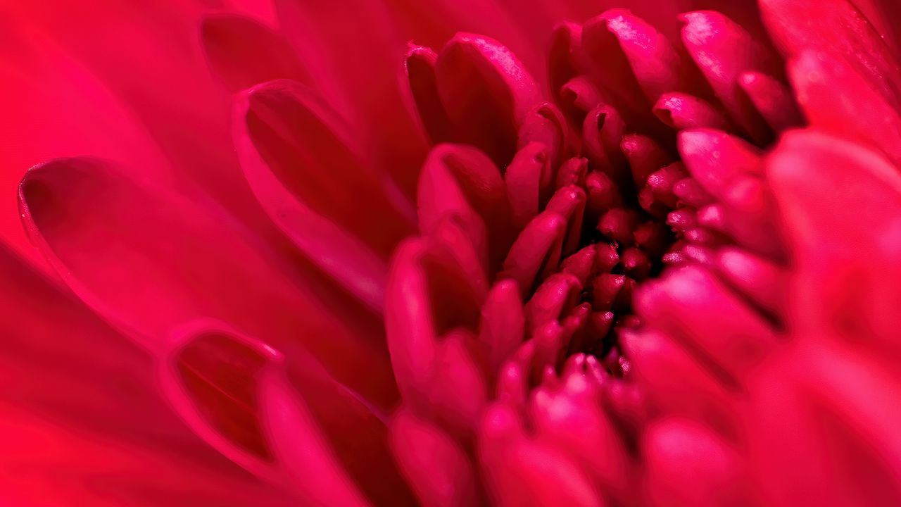Wallpaper petals, flower, red, macro, blur
