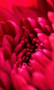 Preview wallpaper petals, flower, red, macro, blur