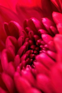 Preview wallpaper petals, flower, red, macro, blur