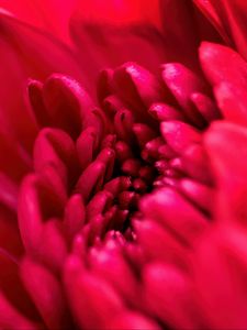Preview wallpaper petals, flower, red, macro, blur