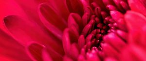 Preview wallpaper petals, flower, red, macro, blur