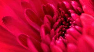Preview wallpaper petals, flower, red, macro, blur