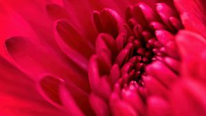 Preview wallpaper petals, flower, red, macro, blur