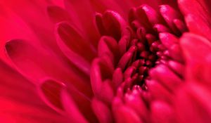 Preview wallpaper petals, flower, red, macro, blur