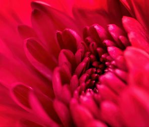 Preview wallpaper petals, flower, red, macro, blur