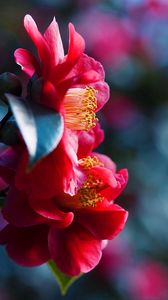 Preview wallpaper petals, flower, red