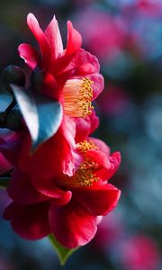 Preview wallpaper petals, flower, red