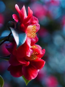 Preview wallpaper petals, flower, red