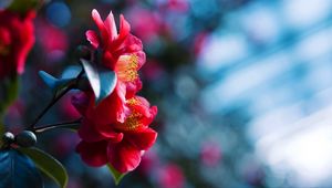 Preview wallpaper petals, flower, red