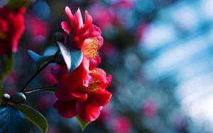 Preview wallpaper petals, flower, red