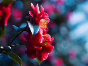 Preview wallpaper petals, flower, red