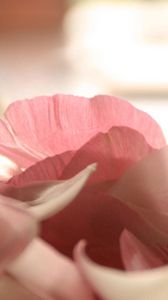 Preview wallpaper petals, flower, romance, tenderness