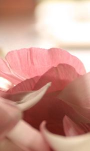 Preview wallpaper petals, flower, romance, tenderness