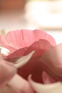 Preview wallpaper petals, flower, romance, tenderness