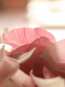 Preview wallpaper petals, flower, romance, tenderness