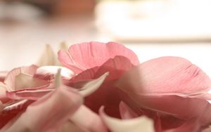 Preview wallpaper petals, flower, romance, tenderness