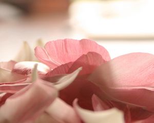 Preview wallpaper petals, flower, romance, tenderness