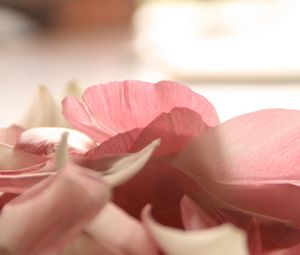 Preview wallpaper petals, flower, romance, tenderness