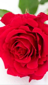 Preview wallpaper petals, flower, rose, red, plant