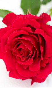 Preview wallpaper petals, flower, rose, red, plant