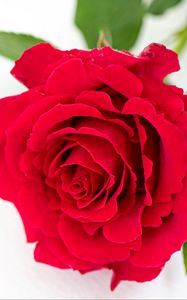 Preview wallpaper petals, flower, rose, red, plant