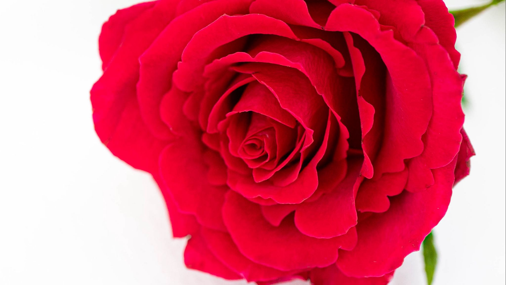 2048x1152 Wallpaper petals, flower, rose, red, plant