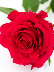 Preview wallpaper petals, flower, rose, red, plant
