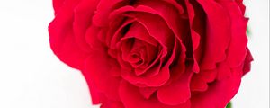 Preview wallpaper petals, flower, rose, red, plant