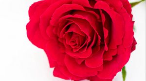 Preview wallpaper petals, flower, rose, red, plant