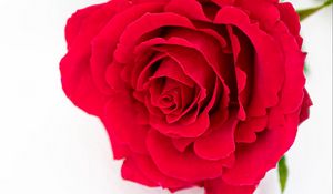 Preview wallpaper petals, flower, rose, red, plant