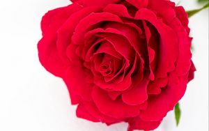 Preview wallpaper petals, flower, rose, red, plant