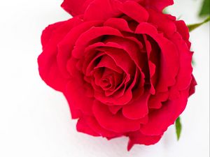 Preview wallpaper petals, flower, rose, red, plant