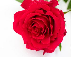 Preview wallpaper petals, flower, rose, red, plant