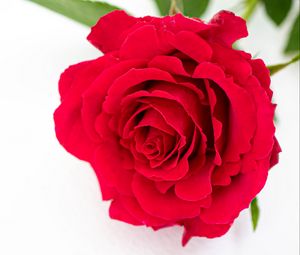 Preview wallpaper petals, flower, rose, red, plant