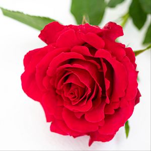 Preview wallpaper petals, flower, rose, red, plant