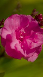 Preview wallpaper petals, flower, rose, pink, macro
