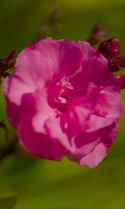 Preview wallpaper petals, flower, rose, pink, macro