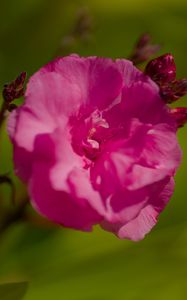 Preview wallpaper petals, flower, rose, pink, macro