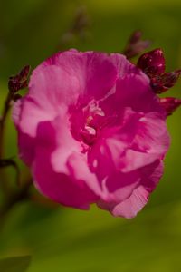 Preview wallpaper petals, flower, rose, pink, macro