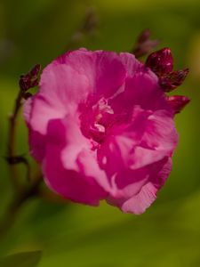 Preview wallpaper petals, flower, rose, pink, macro
