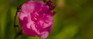 Preview wallpaper petals, flower, rose, pink, macro
