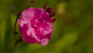 Preview wallpaper petals, flower, rose, pink, macro